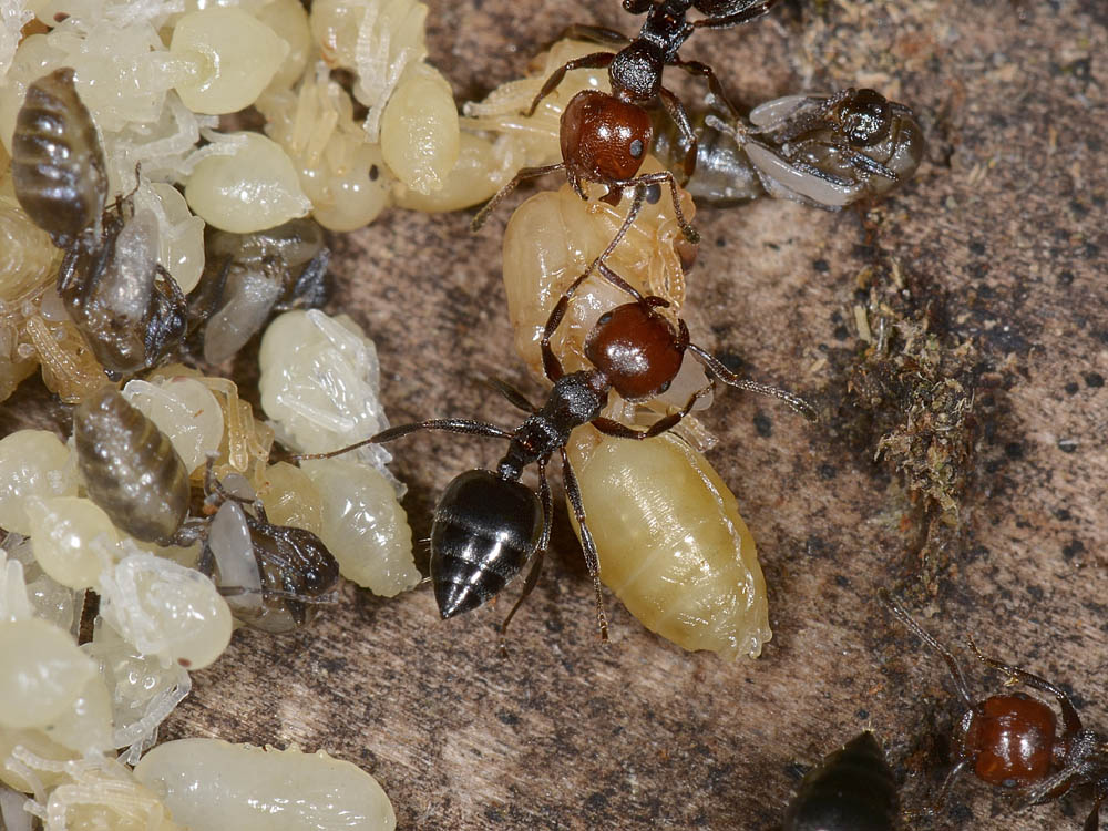 Nursery di Crematogaster scutellaris